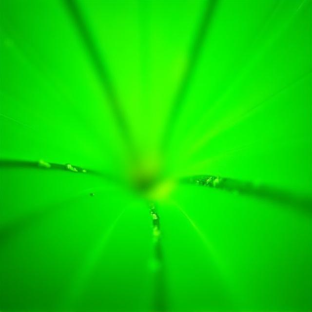 Close up of healthy green plants