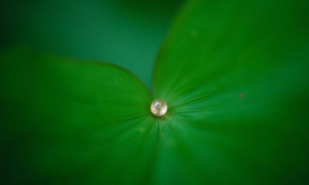 Close up of waxy leaves protected by anti-desiccant